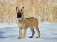 Rogue, a female Belgian Malinois and German Shepherd Dog for sale in Oakland, MD – Photo 4 of 4