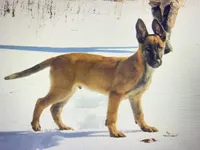 Zeus, a male Belgian Malinois and German Shepherd Dog for sale in Oakland, MD – Photo 3 of 4