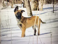 Maya, a female Belgian Malinois and German Shepherd Dog for sale in Oakland, MD – Photo 1 of 4