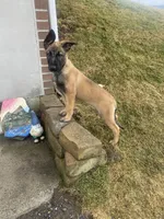 Maya, a female Belgian Malinois and German Shepherd Dog for sale in Oakland, MD – Photo 4 of 4