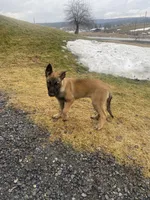 Maya, a female Belgian Malinois and German Shepherd Dog for sale in Oakland, MD – Photo 2 of 4