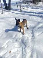 Nala , a female Belgian Malinois and German Shepherd Dog for sale in Oakland, MD – Photo 2 of 5