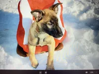 Nala , a female Belgian Malinois and German Shepherd Dog for sale in Oakland, MD – Photo 4 of 5