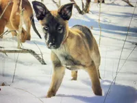 Nala , a female Belgian Malinois and German Shepherd Dog for sale in Oakland, MD – Photo 3 of 5