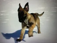 Nala , a female Belgian Malinois and German Shepherd Dog for sale in Oakland, MD – Photo 5 of 5