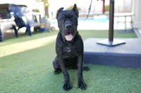 Onyx, a female Cane Corso for sale in Las Vegas, NV – 3 of 4