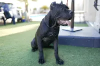 Onyx, a female Cane Corso for sale in Las Vegas, NV – 2 of 4