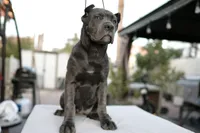 Ivory, a female Cane Corso for sale in Las Vegas, NV – 3 of 3