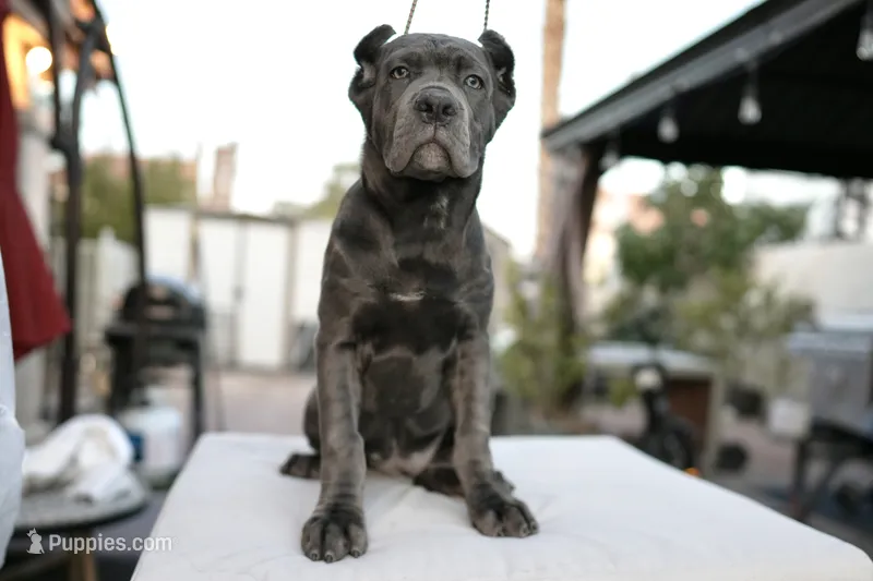 Ivory – Cane Corso puppy for sale in Las Vegas, NV