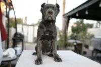 Ivory, a female Cane Corso for sale in Las Vegas, NV – 1 of 3