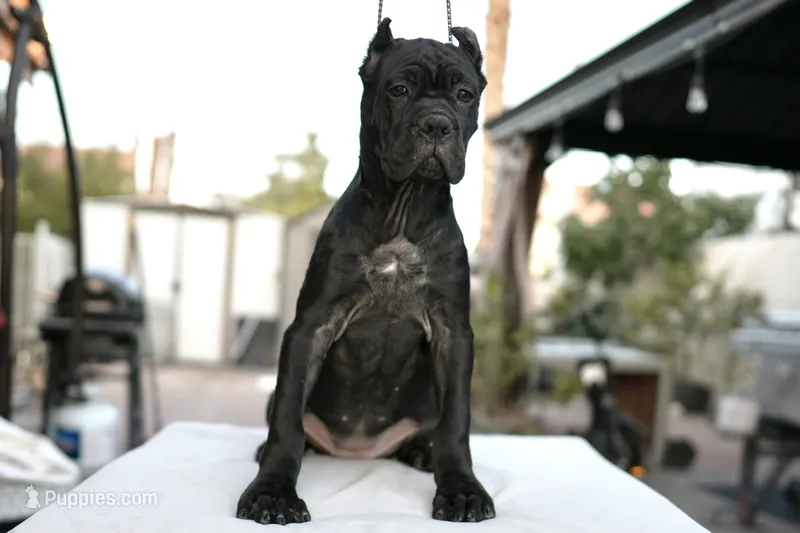Dona – Cane Corso puppy for sale in Las Vegas, NV