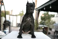 Dona, a female Cane Corso for sale in Las Vegas, NV – 1 of 5