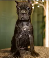 Dona, a female Cane Corso for sale in Las Vegas, NV – 2 of 2