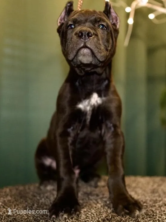 Leo – Cane Corso puppy for sale in Las Vegas, NV