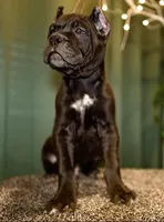 Leo, a male Cane Corso for sale in Las Vegas, NV – 2 of 2