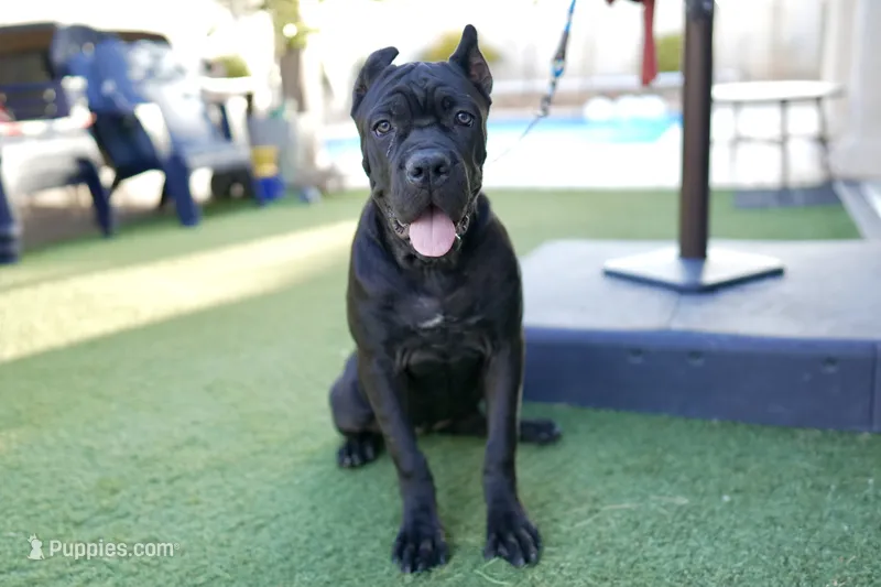 Dona – Cane Corso puppy for sale in Las Vegas, NV