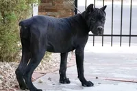 Whitney, a female Cane Corso for sale in Las Vegas, NV – 1 of 3