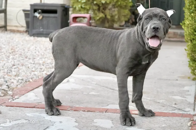 Ivory – Cane Corso puppy for sale in Las Vegas, NV