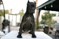 Dona, a female Cane Corso for sale in Las Vegas, NV – 3 of 5