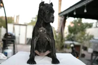 Dona, a female Cane Corso for sale in Las Vegas, NV – 2 of 5