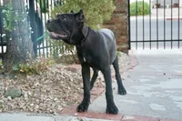 Whitney, a female Cane Corso for sale in Las Vegas, NV – 2 of 3