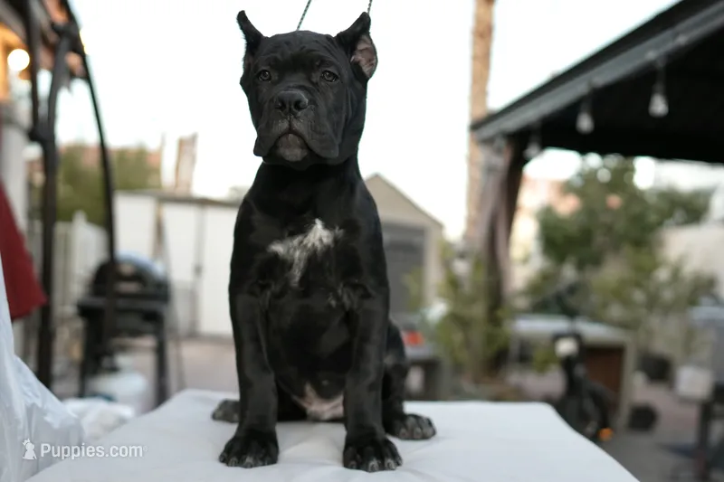Leo – Cane Corso puppy for sale in Las Vegas, NV