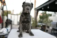 Ivory, a female Cane Corso for sale in Las Vegas, NV – 2 of 3