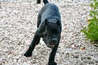 Whitney, a female Cane Corso for sale in Las Vegas, NV – 3 of 3