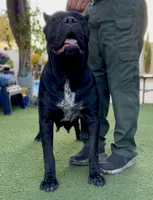 Celine, a female Cane Corso for sale in Las Vegas, NV – 1 of 2