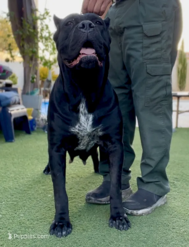 Celine  – Cane Corso puppy for sale in Las Vegas, NV