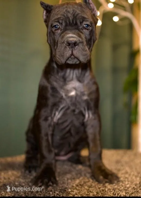 Dona – Cane Corso puppy for sale in Las Vegas, NV