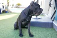 Onyx, a female Cane Corso for sale in Las Vegas, NV – 4 of 4