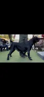 Celine , a female Cane Corso for sale in Las Vegas, NV – 2 of 2