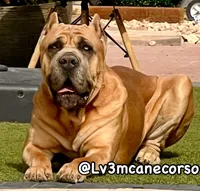 Leo, a male Cane Corso for sale in Las Vegas, NV – Photo 3 of 4
