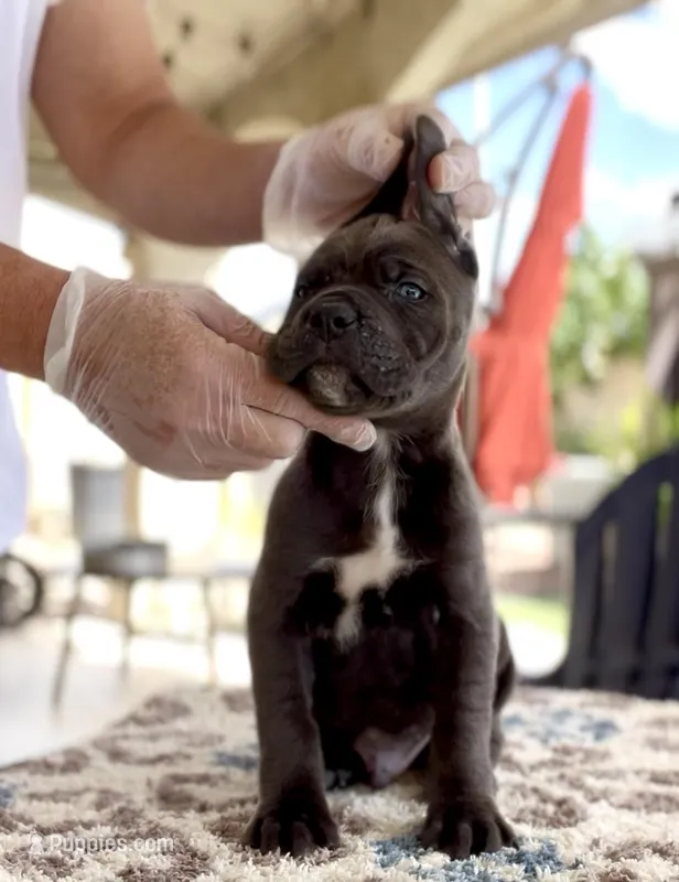 Leo – Cane Corso puppy for sale in Las Vegas, NV