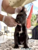 Leo, a male Cane Corso for sale in Las Vegas, NV – Photo 1 of 4