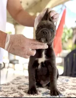 Leo, a male Cane Corso for sale in Las Vegas, NV – Photo 4 of 4