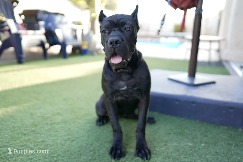 Onyx – Cane Corso puppy for sale in Las Vegas, NV