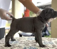 Ivory, a female Cane Corso for sale in Las Vegas, NV – Photo 2 of 4