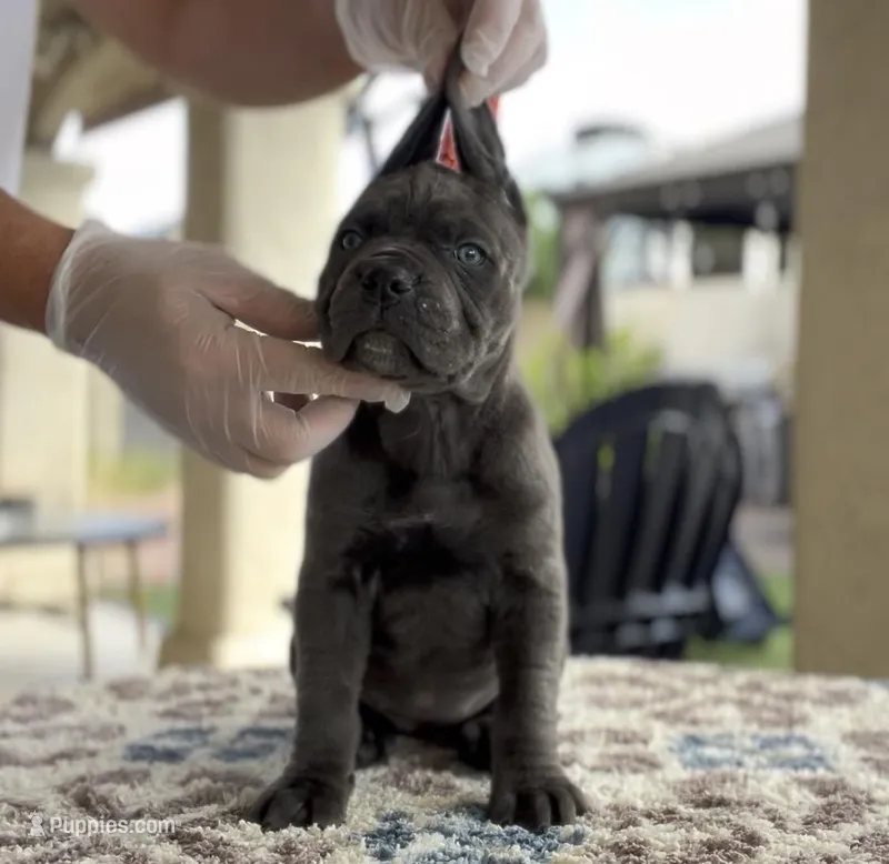 Ivory – Cane Corso puppy for sale in Las Vegas, NV