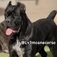 Ivory, a female Cane Corso for sale in Las Vegas, NV – Photo 3 of 4