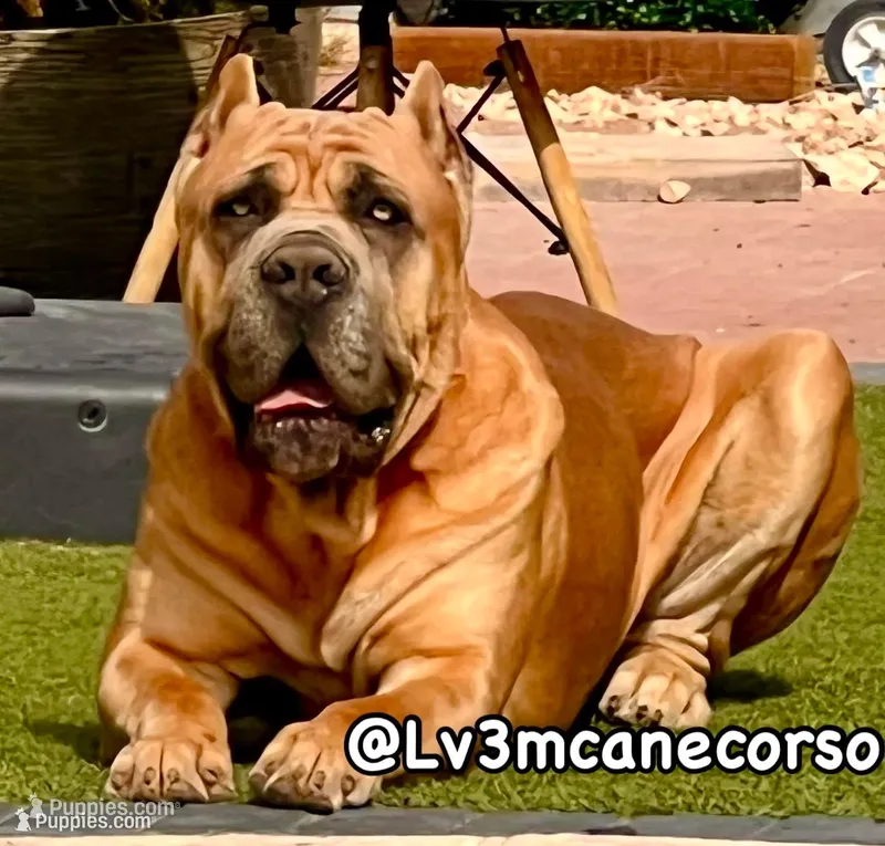 Ivory – Cane Corso puppy for sale in Las Vegas, NV