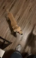 Amber, a female Jack Russell Terrier and Chihuahua for sale in Los Angeles, CA – 2 of 3