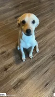 Froggy, a male Jack Russell Terrier and Chihuahua for sale in Los Angeles, CA – 1 of 1