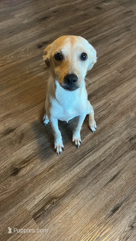 Froggy – Jack Russell Terrier, Chihuahua puppy for sale in Los Angeles, CA