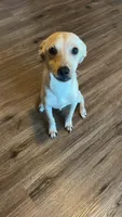 Froggy, a male Jack Russell Terrier and Chihuahua for sale in Los Angeles, CA – 1 of 3