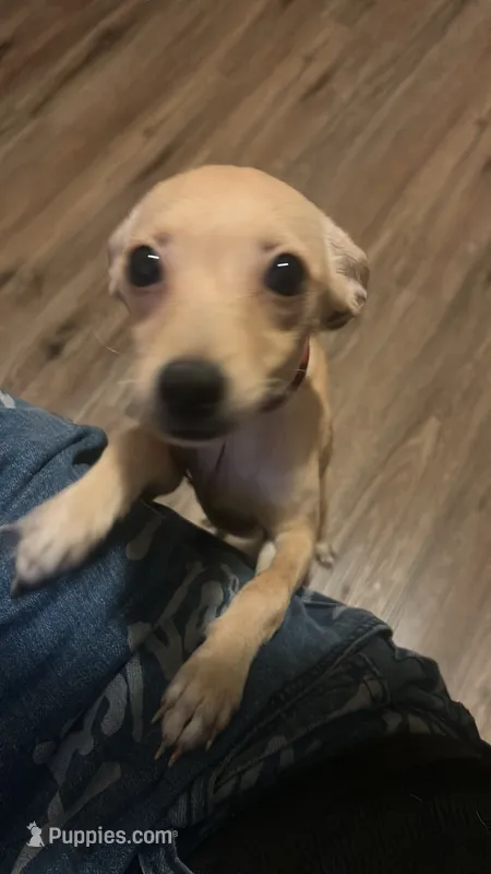 Amber – Jack Russell Terrier, Chihuahua puppy for sale in Los Angeles, CA