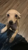 Amber, a female Jack Russell Terrier and Chihuahua for sale in Los Angeles, CA – 1 of 3