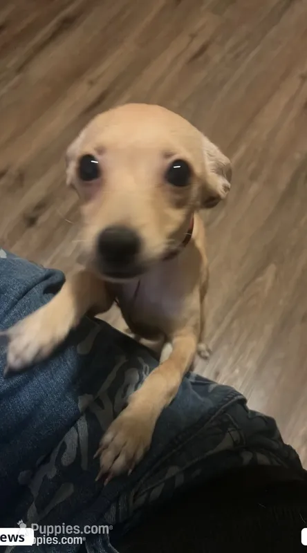 Amber – Jack Russell Terrier, Chihuahua puppy for sale in Los Angeles, CA
