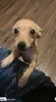 Amber, a female Jack Russell Terrier and Chihuahua for sale in Los Angeles, CA – 1 of 1
